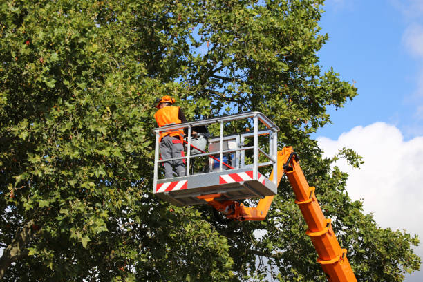 Best Tree Disease Treatment  in Canton, SD